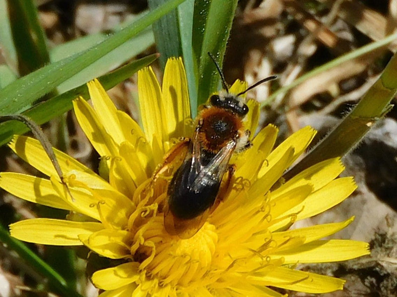 Rotschopfige Sandbiene — Bild 1