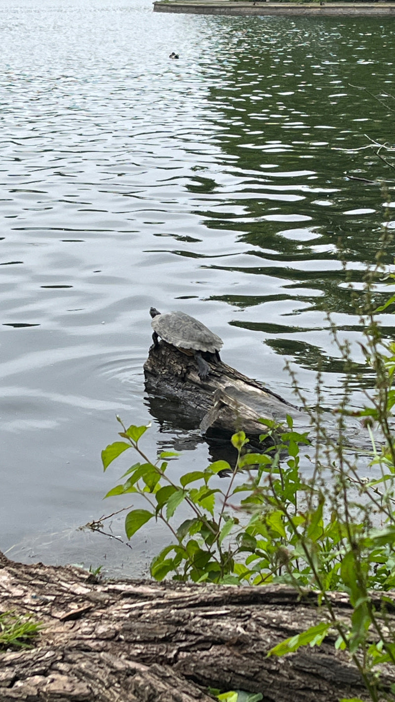 Rotwangen-Schmuckschildkröte — Bild 1
