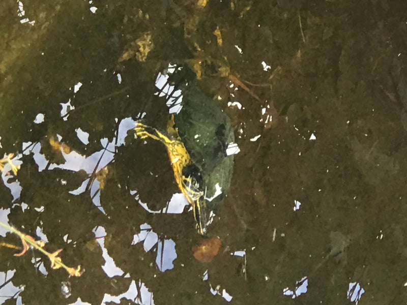 Rotwangen-Schmuckschildkröte — Bild 3 von 3