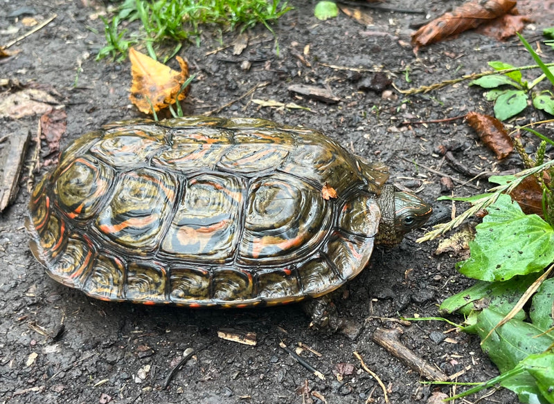 Rotwangen-Schmuckschildkröte — Bild 2 von 3