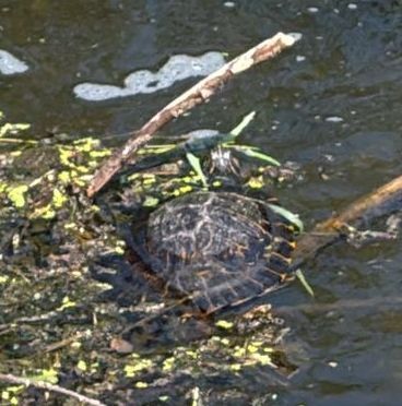 Rotwangenschmuckschildkröte — Bild 1