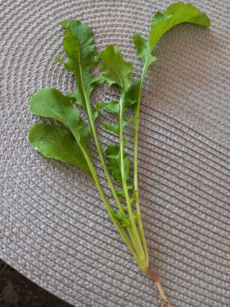 Zu sehen ist eine frische Rucola-Pflanze mit charakteristisch gelappten, grünen Blättern und langen Stielen. Sie liegt auf einer strukturierten Unterlage.