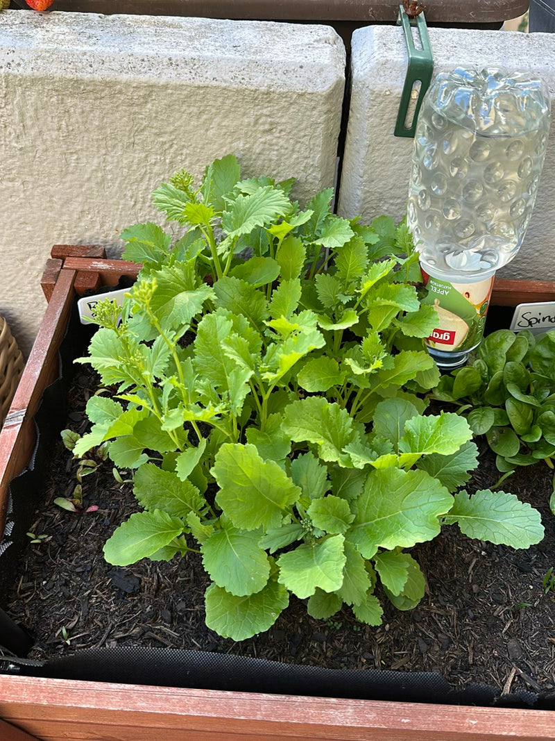 Rucola — Bild 1