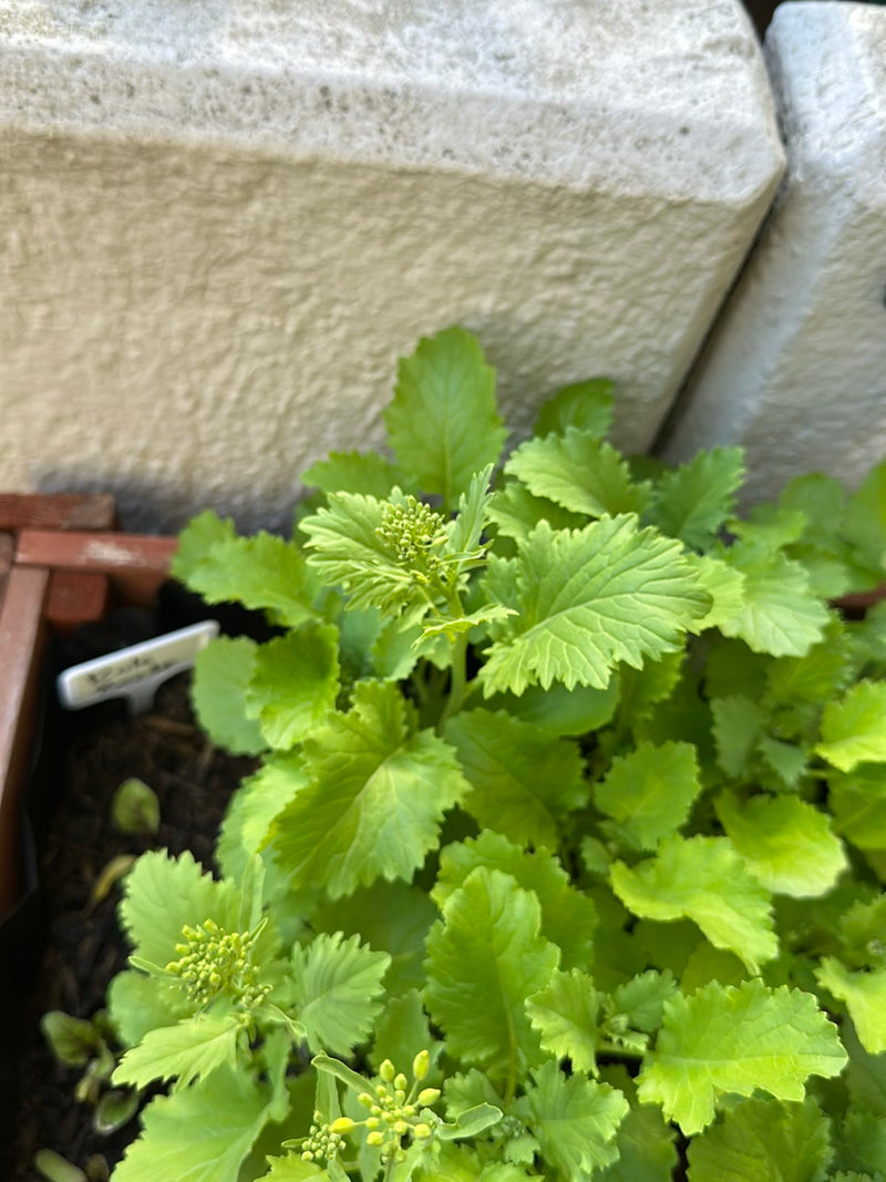 Rucola — Bild 3