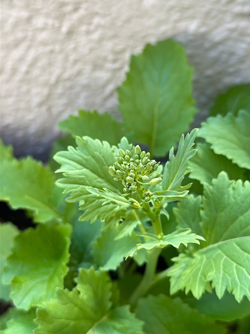 Rucola — Bild 4