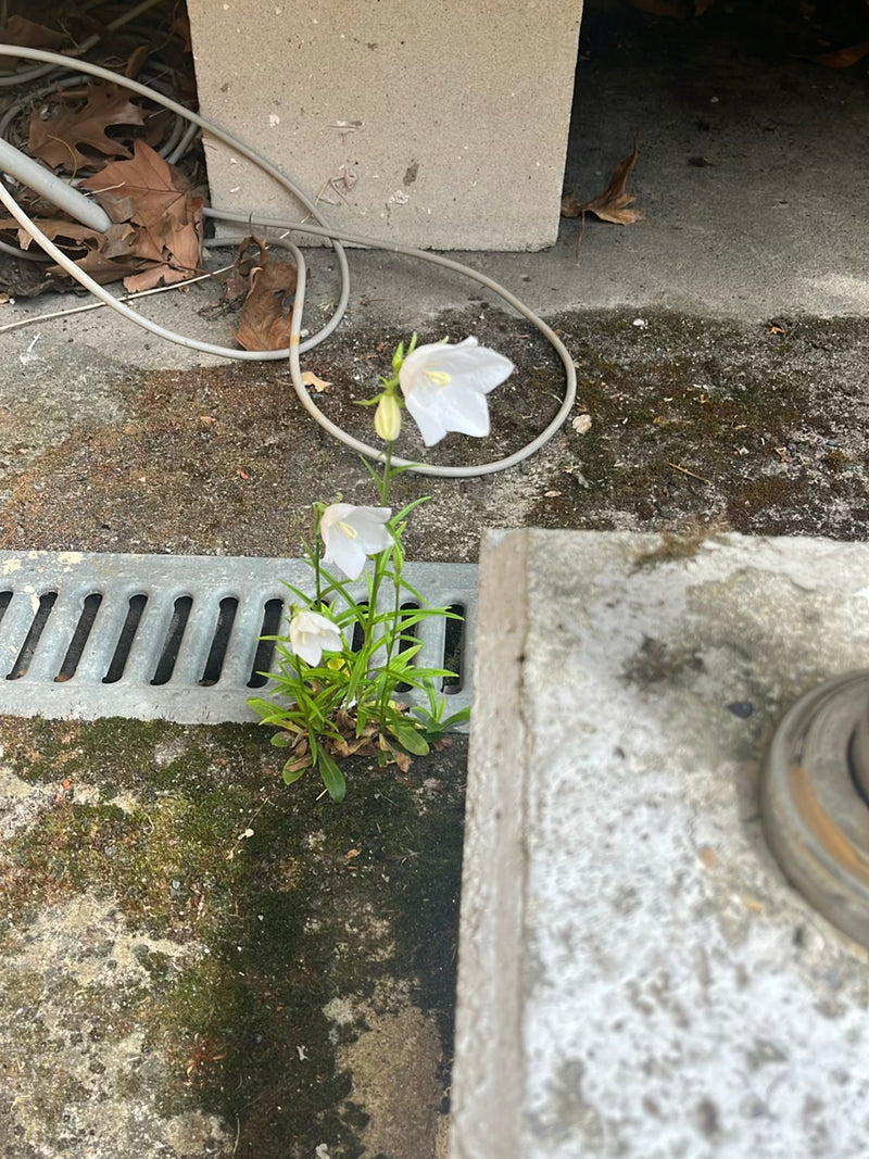 Rundblättrige Glockenblume — Bild 2