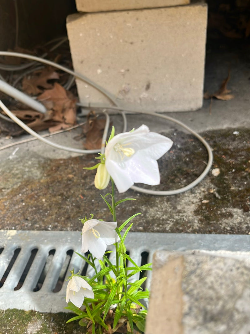 Rundblättrige Glockenblume — Bild 4