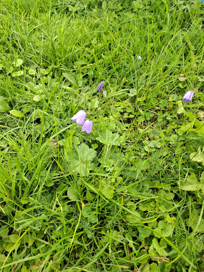 Auf der Wiese zwischen hohem Gras und Wildkräutern blühen mehrere zarte, violette Glockenblumen. Die charakteristischen Blüten hängen leicht herab.