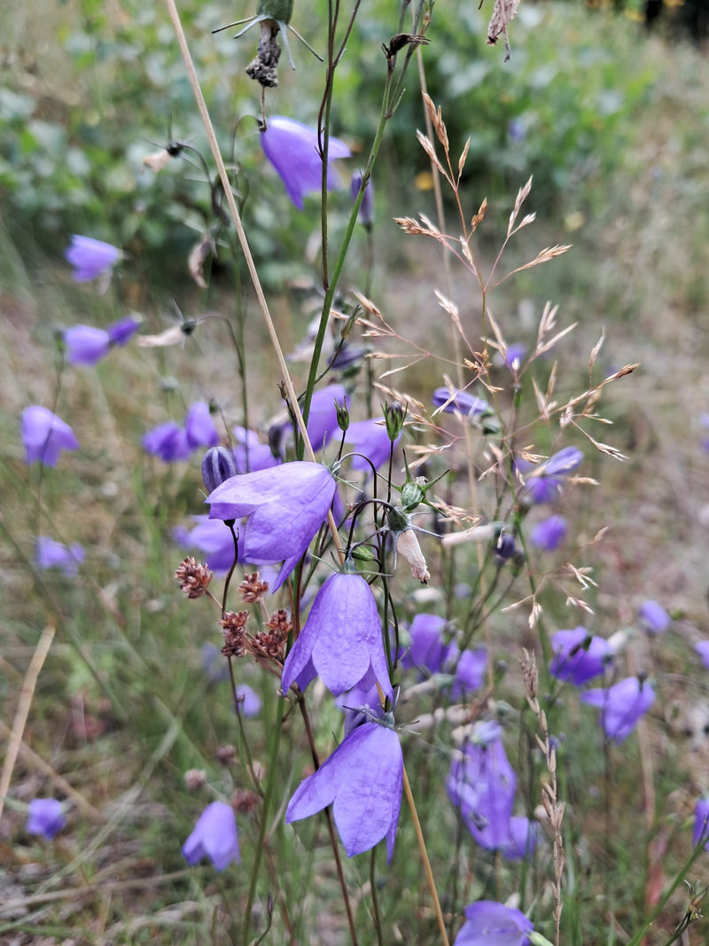 Rundblättrige Glockenblume — Bild 3
