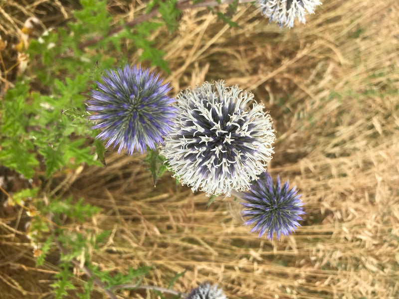 Auf dem Bild sind mehrere kugelförmige Blütenstände der Kugeldistel zu sehen. Sie blühen in Blau und Weiß vor einem Hintergrund aus trockenem Gras.