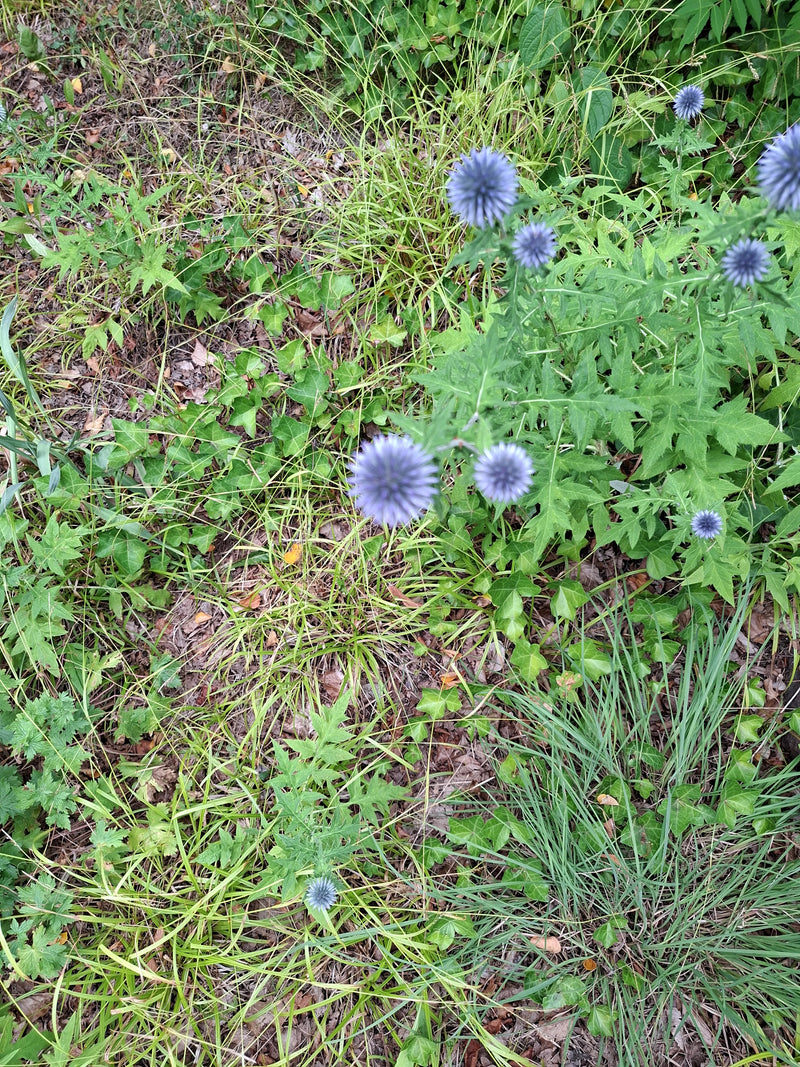 Kugeldistel — Bild 1