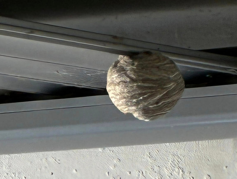 Sächsische Wespe — Bild 5