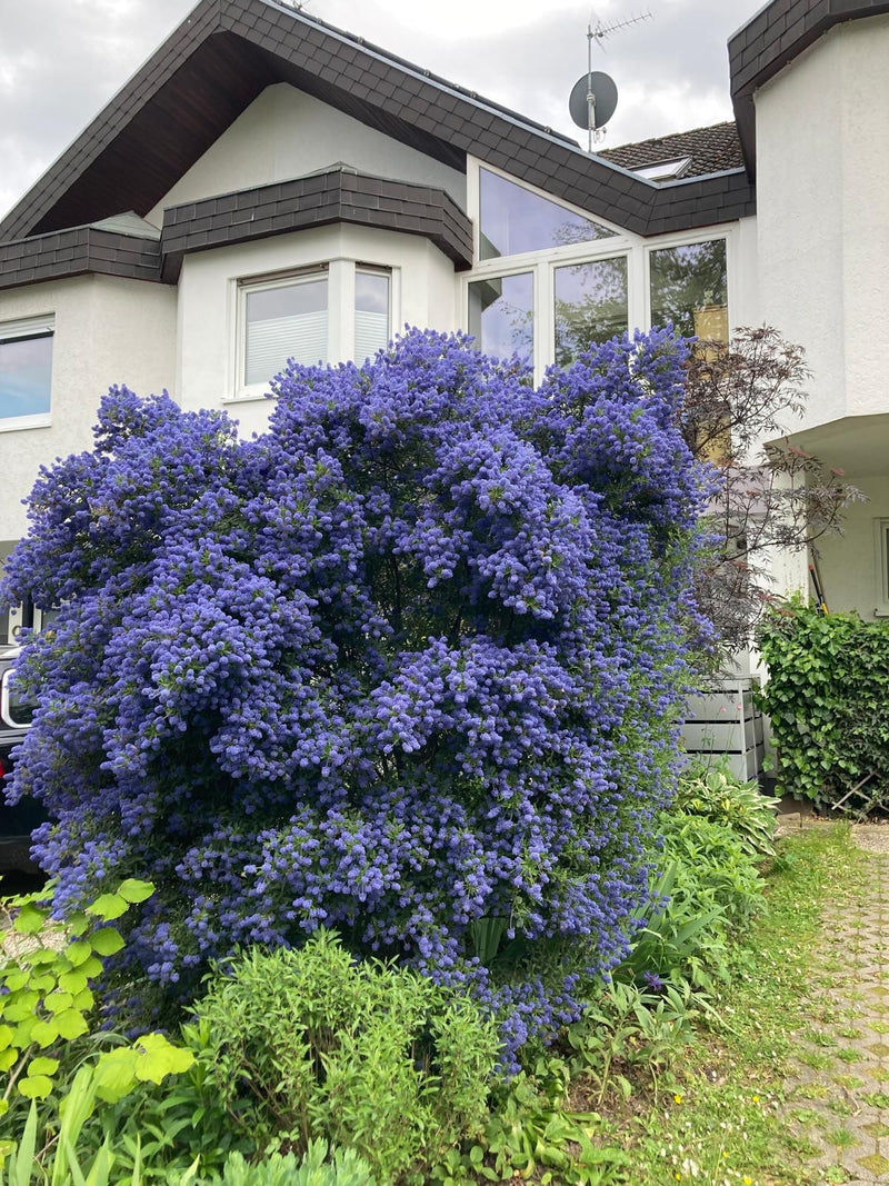 Säckelblume — Bild 1