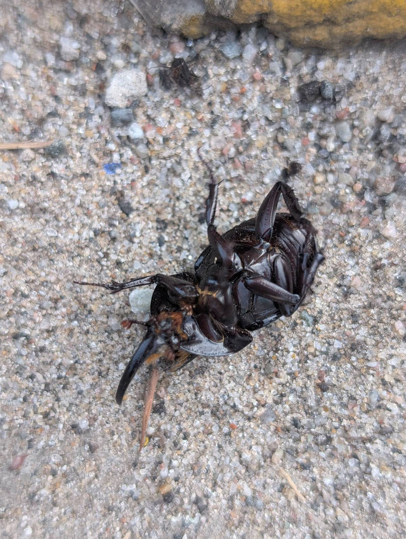 Südamerikanischer Nashornkäfer — Bild 2