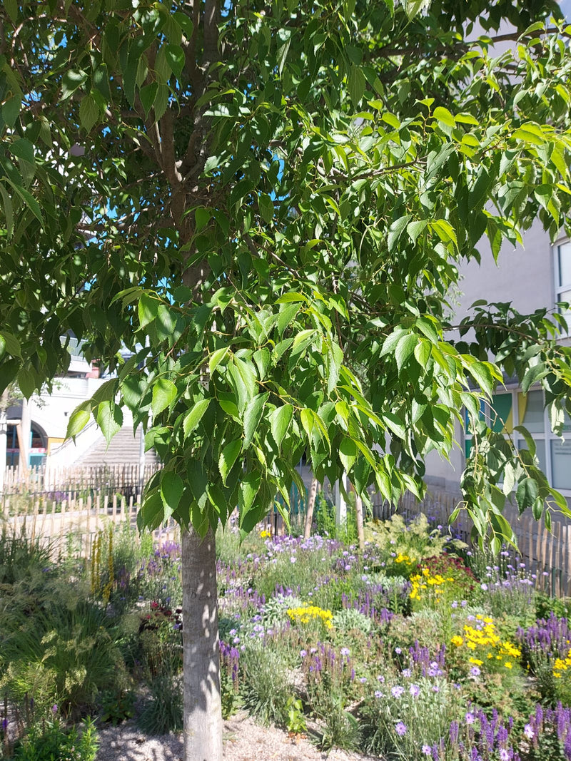 Südlicher Zürgelbaum — Bild 3