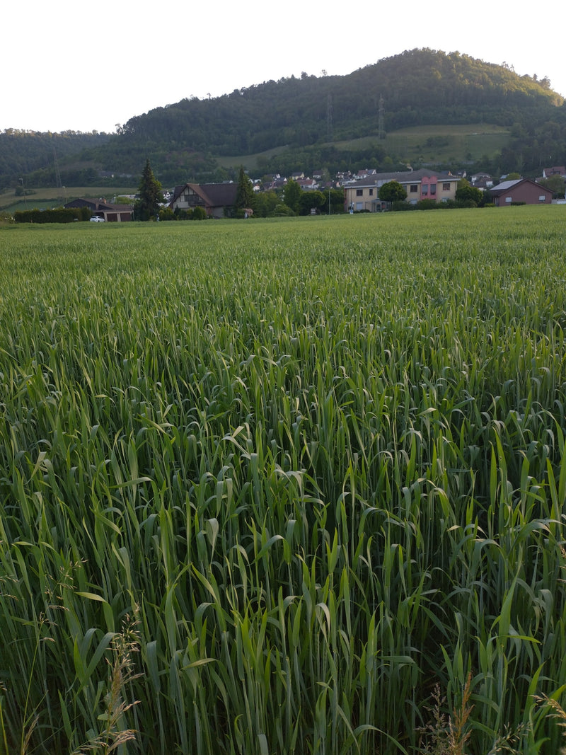 Saat-Weizen — Bild 5