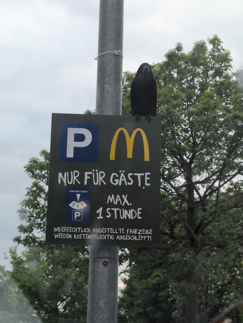Saatkrähe — Bild 1