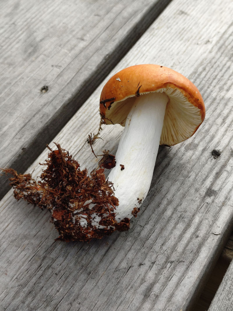 Safrangelber Scheidenstreifling — Bild 1