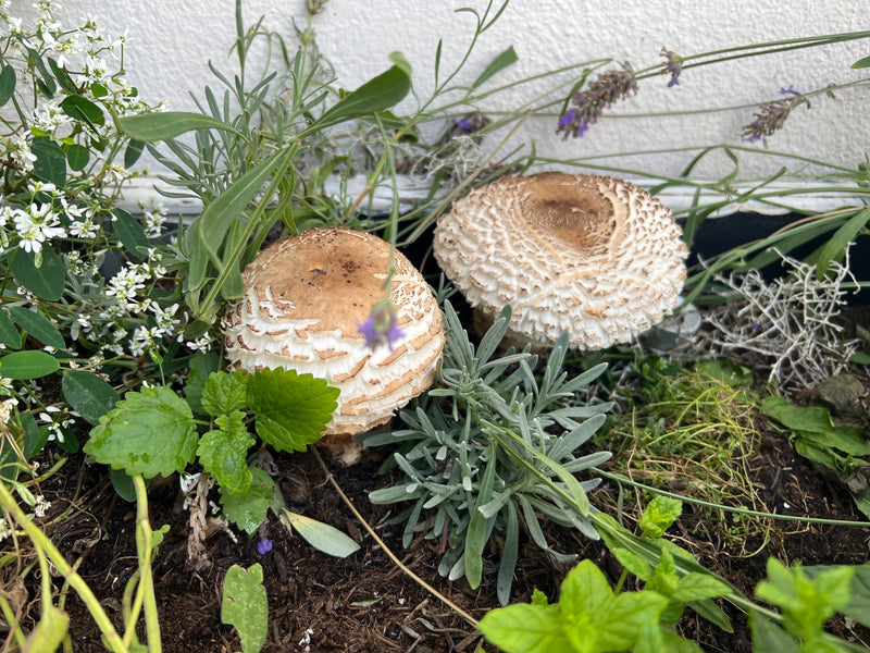 Safranschirmling — Bild 1