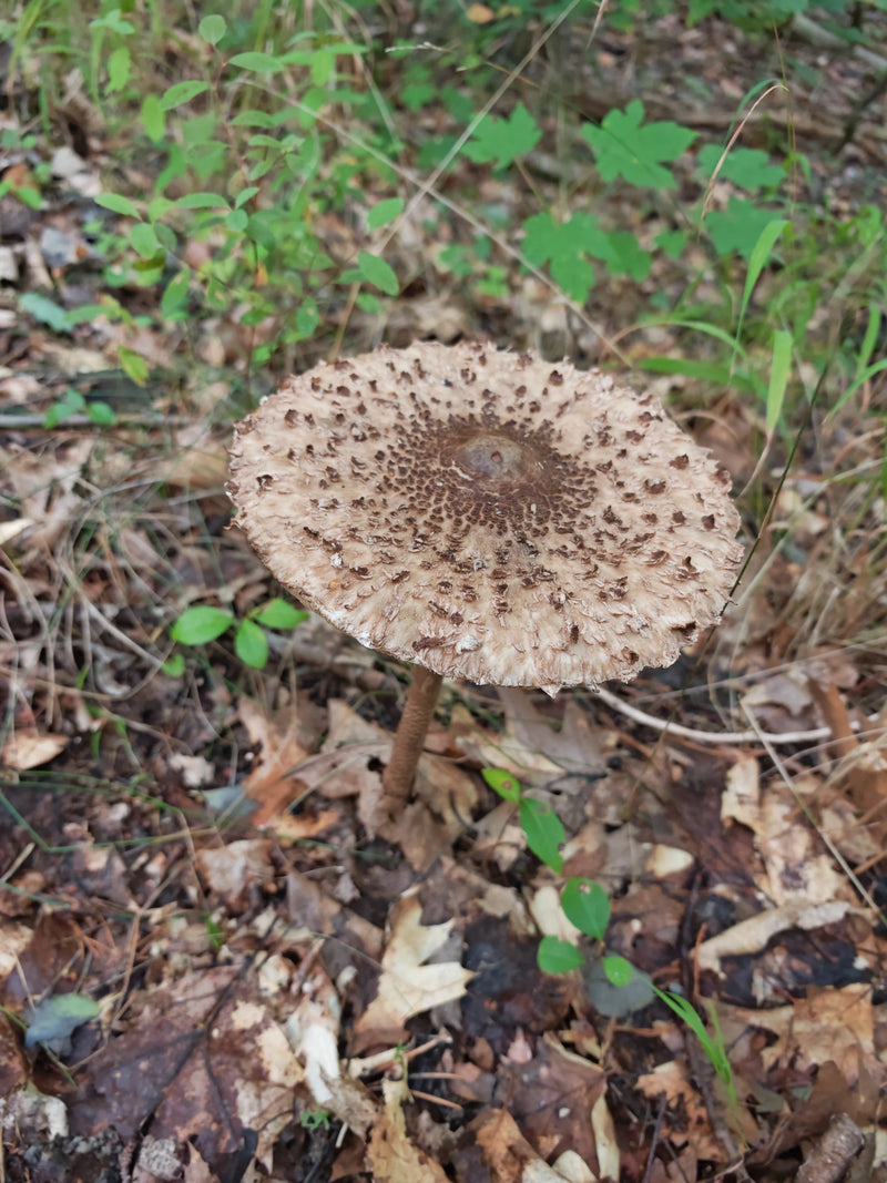 Safranschirmling — Bild 2 von 21
