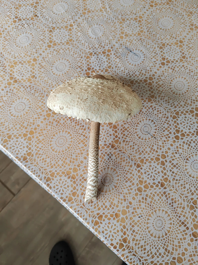 Safranschirmling — Bild 3 von 21