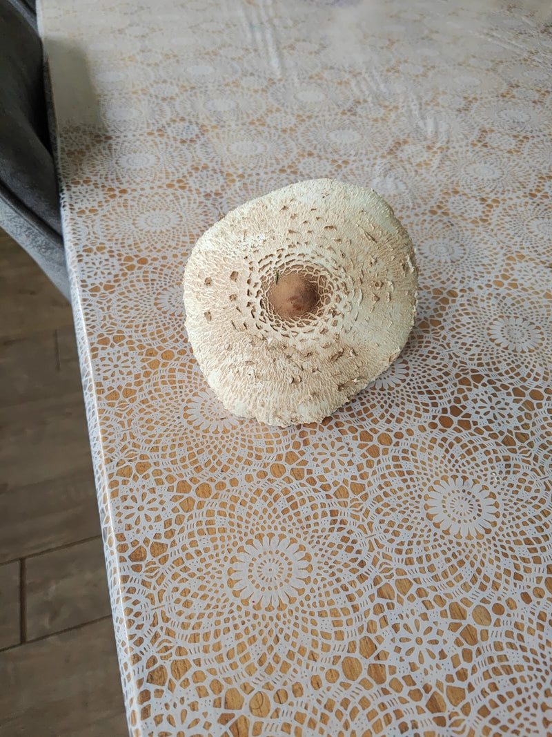 Safranschirmling — Bild 5 von 21