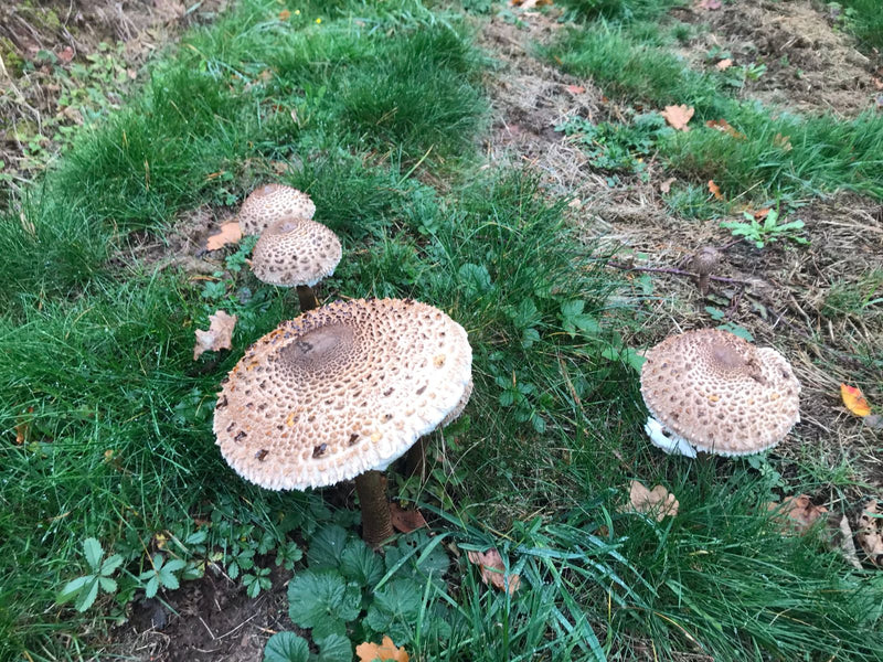 Mehrere große Pilze mit stark geschuppten Hüten und langen Stielen stehen verstreut in einer grünen Wiese.