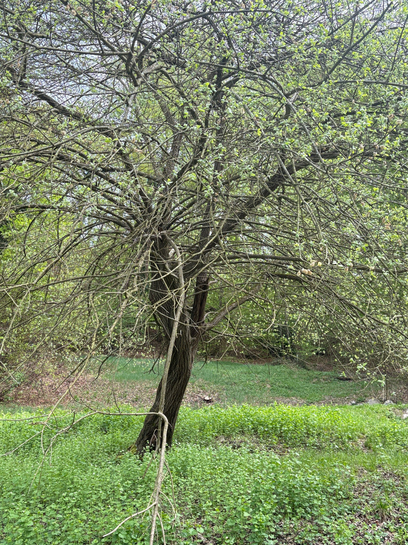 Sal-Weide — Bild 1