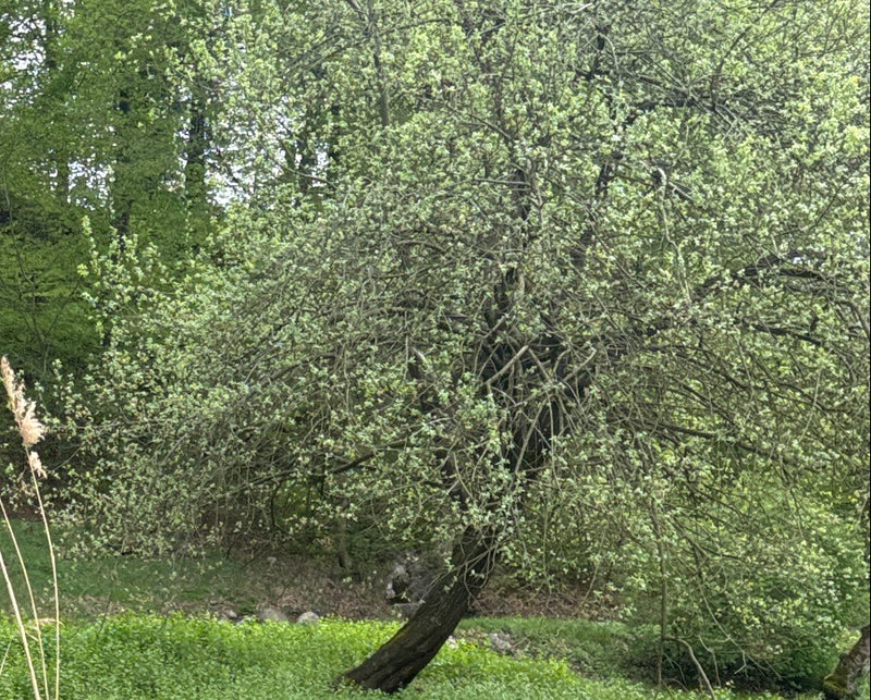 Sal-Weide — Bild 3
