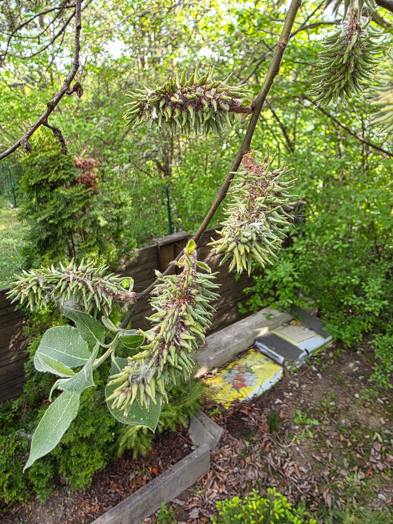 Sal-Weide — Bild 2