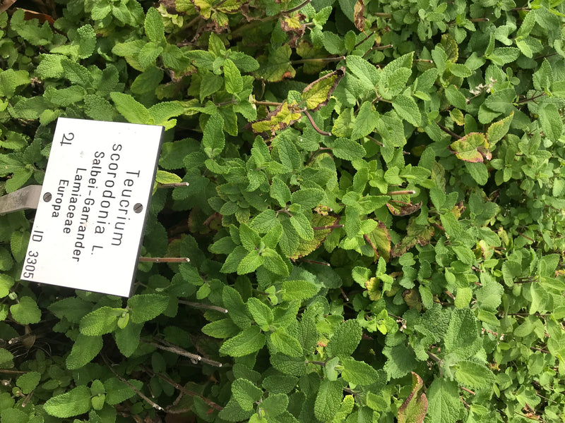 Salbei-Gamander — Bild 1 von 1