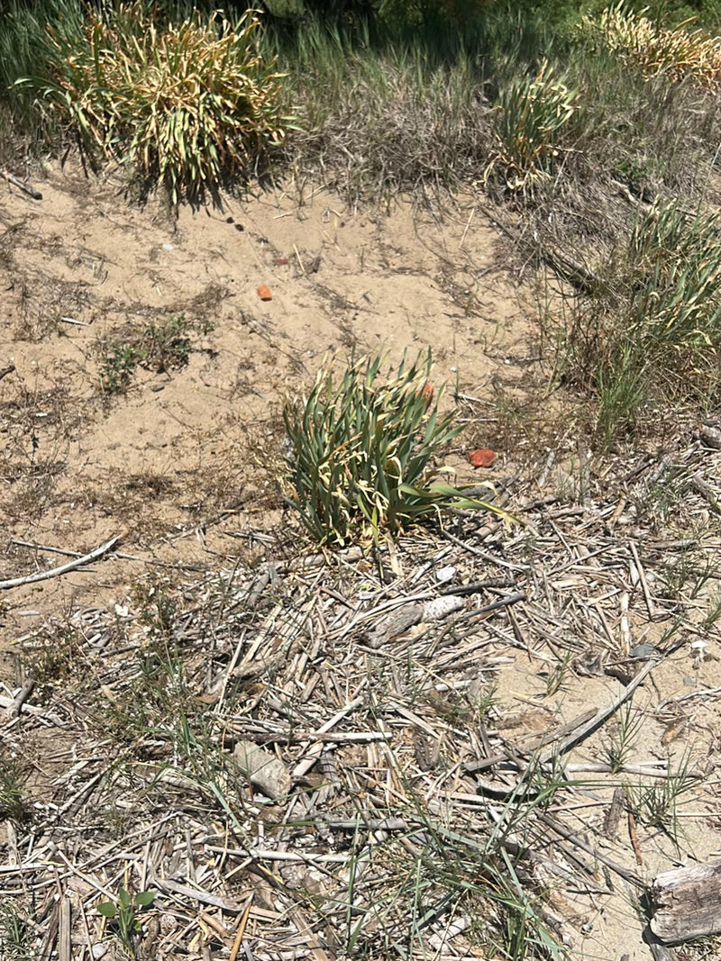 Sand-Quecke — Bild 2