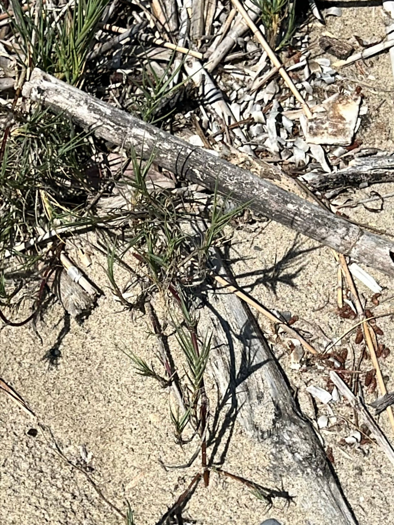 Sand-Quecke — Bild 1