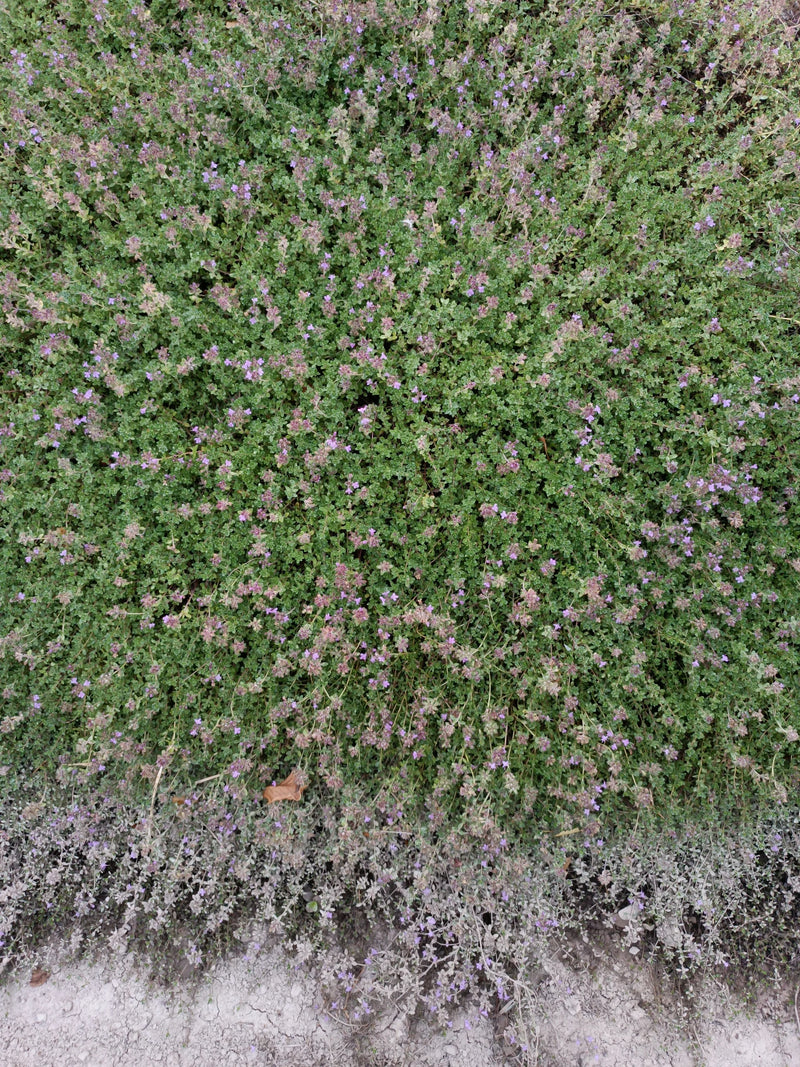 Quendel — Bild 3