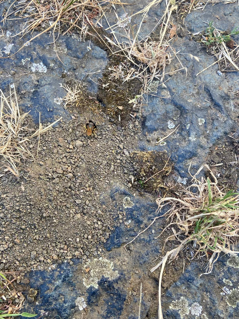 Sandbiene — Bild 1