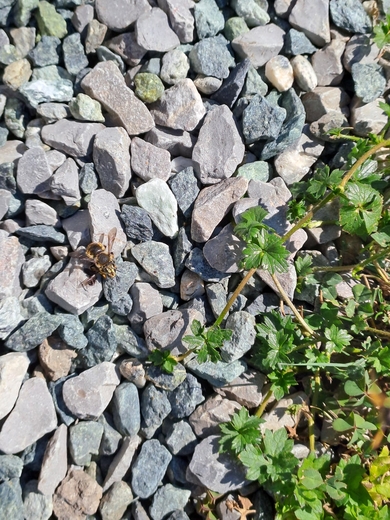 Sandbiene — Bild 2