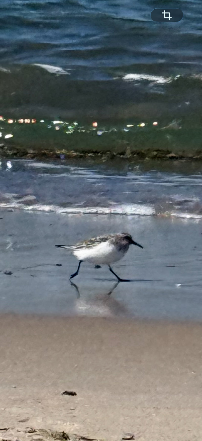 Sanderling — Bild 1