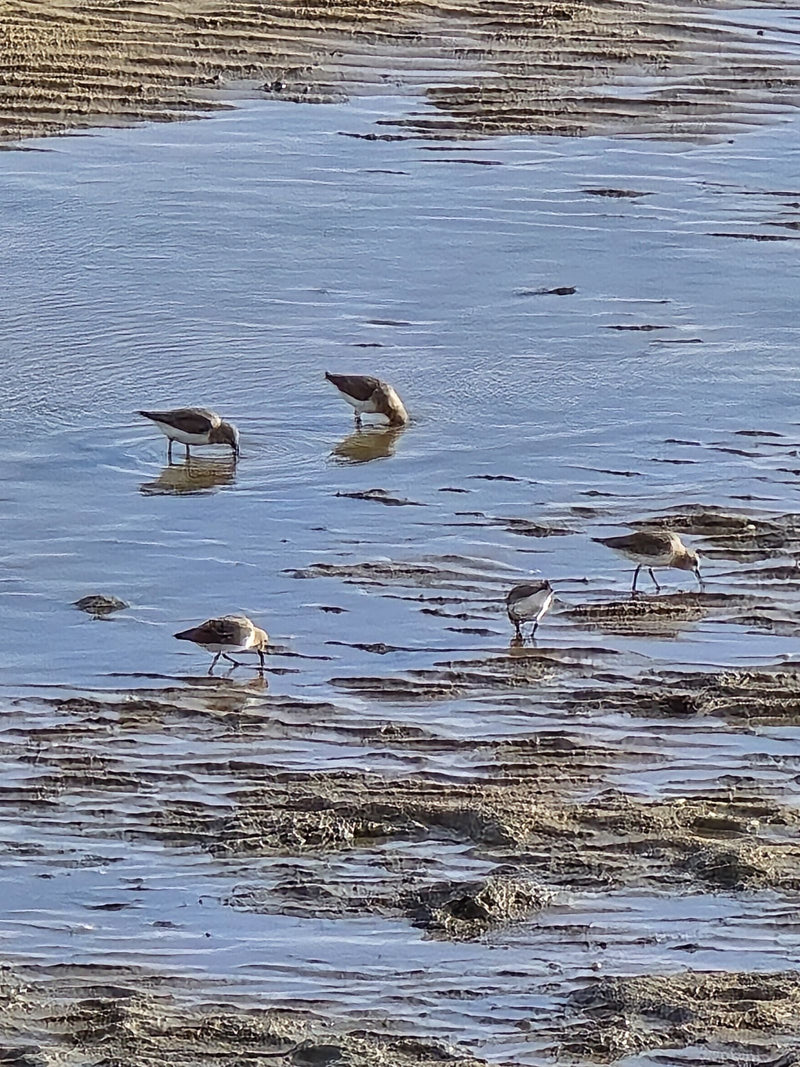 Sanderling — Bild 1 von 10