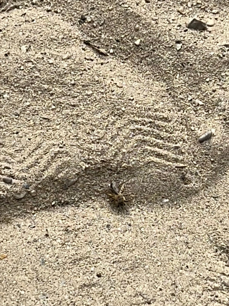 Sandlaufkäfer — Bild 2