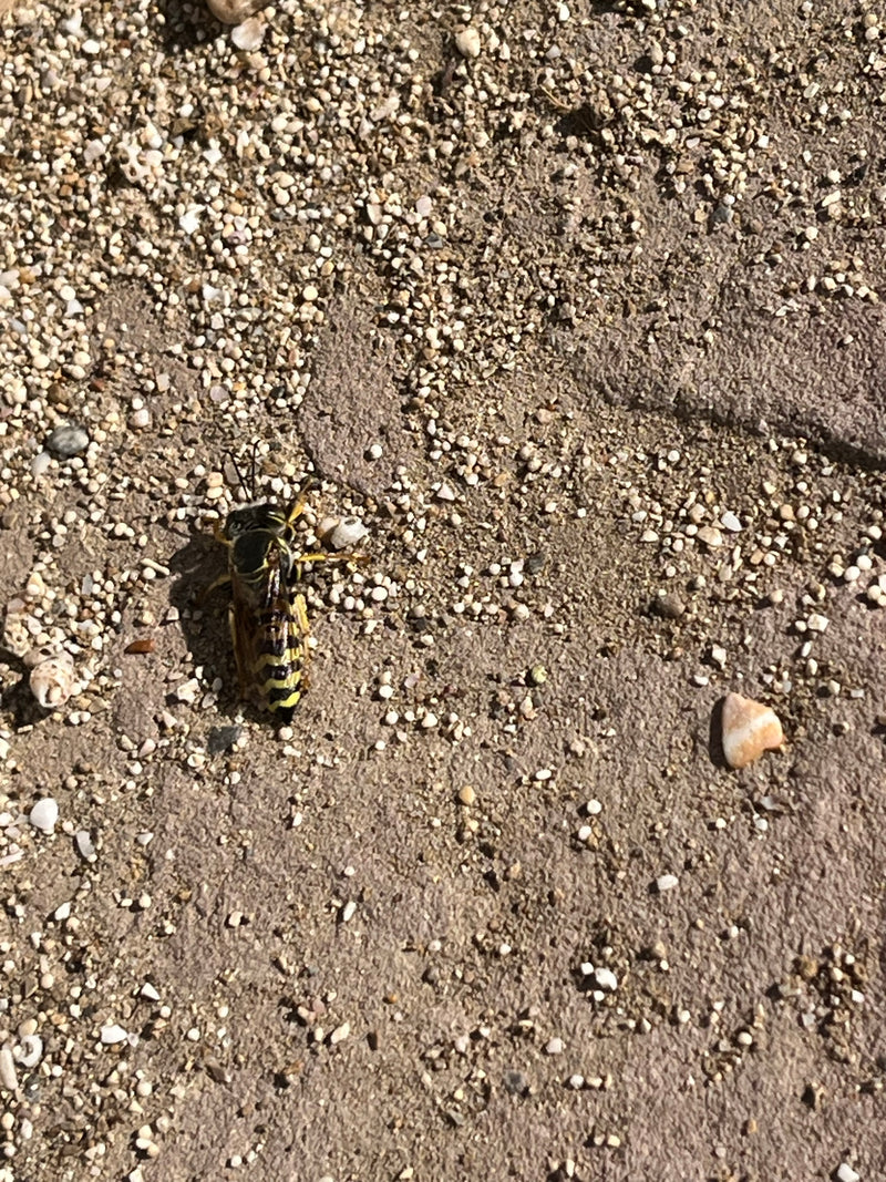 Sandwespe — Bild 2