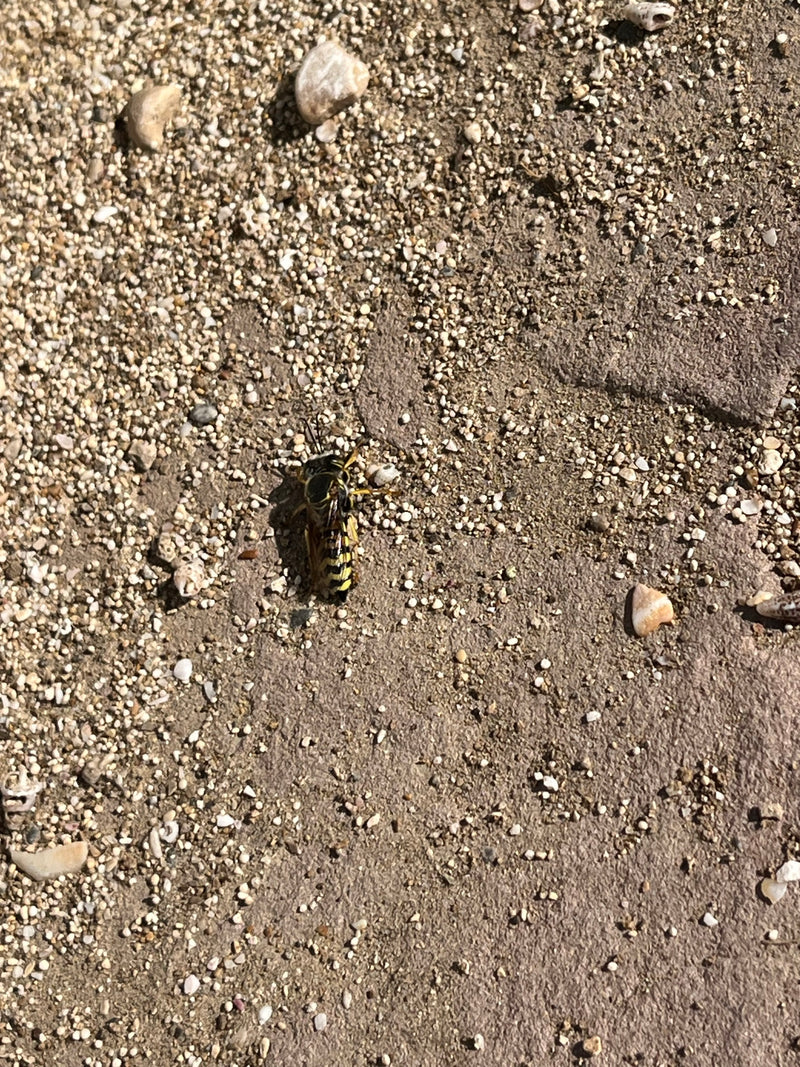 Sandwespe — Bild 3
