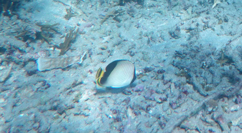 Sattel-Falterfisch — Bild 1
