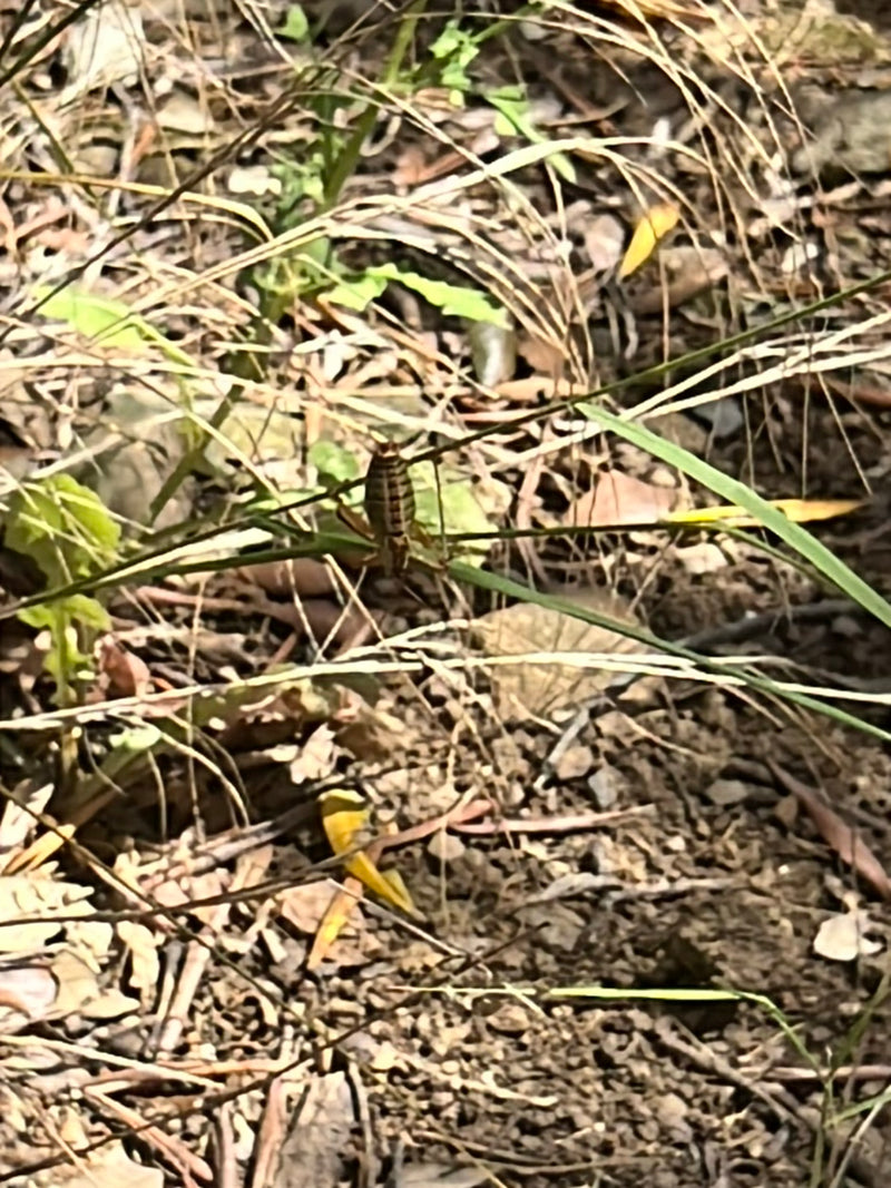 Sattelschrecke — Bild 2