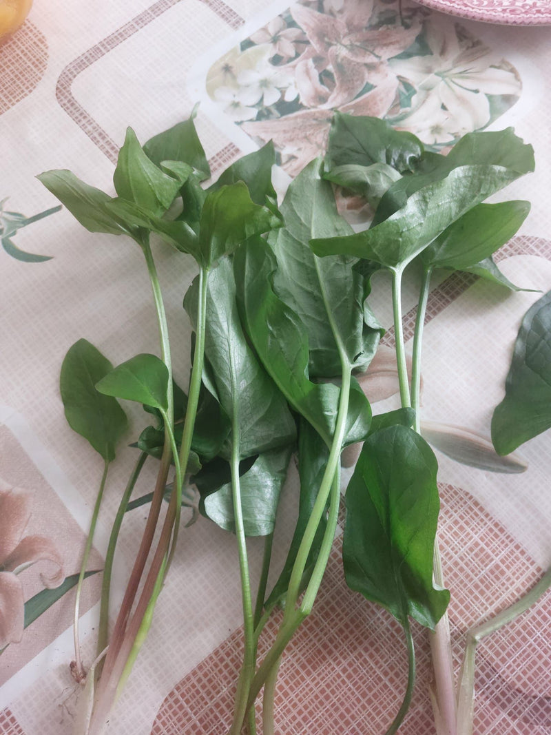 Sauerampfer — Bild 5