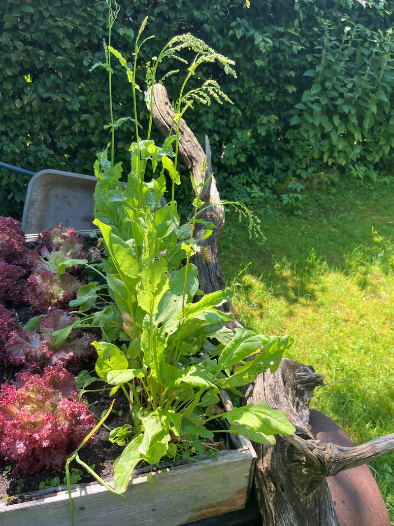 Sauerampfer — Bild 4