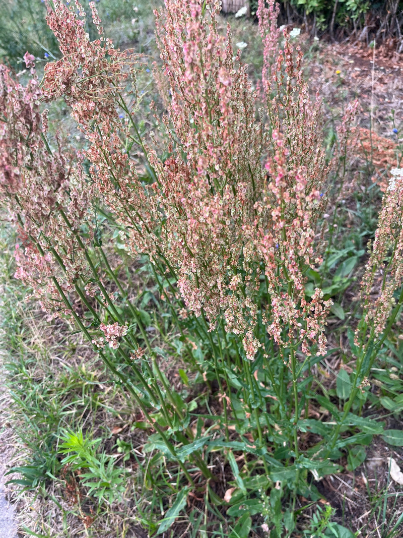 Sauerampfer — Bild 2