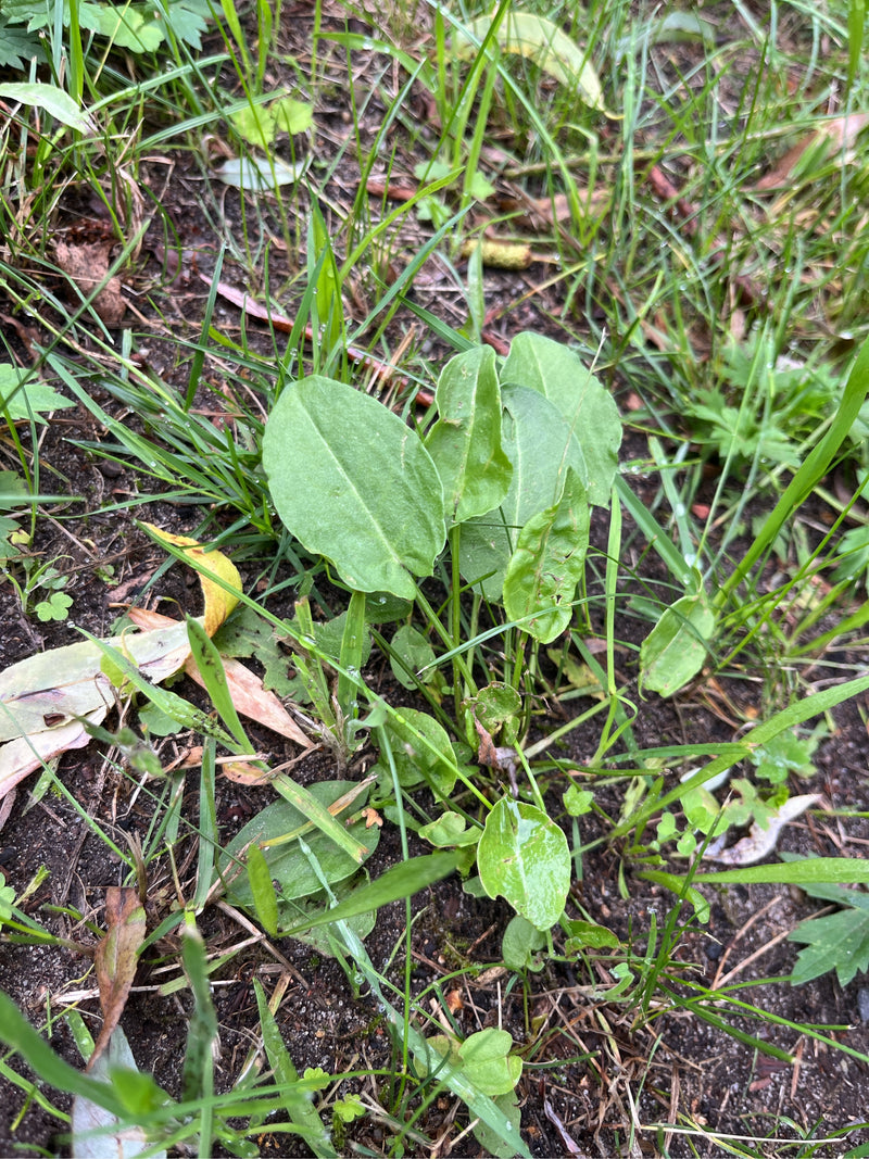 Sauerampfer — Bild 1
