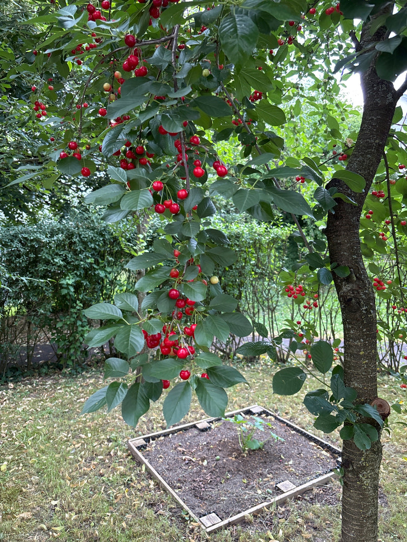Glaskirschen — Bild 2