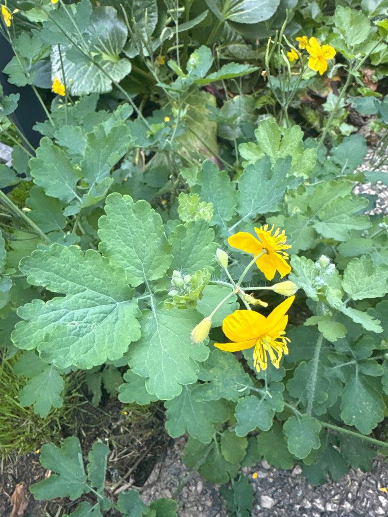 Schoellkraut — Bild 3