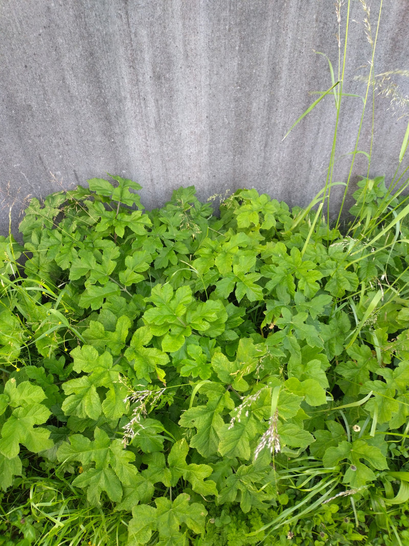 Schoellkraut — Bild 4